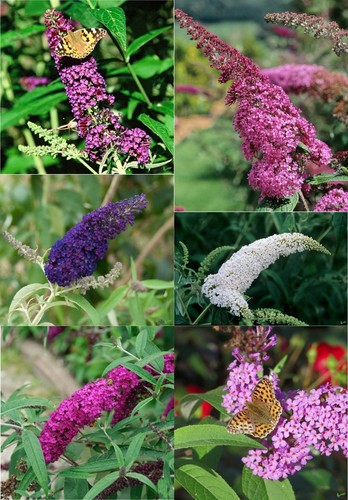 Buddleja davidii sommerflieder - buddleja,