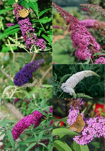 Sommerflieder buddleja davidii - buddleja,